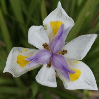 FIORI AUSTRALIANI